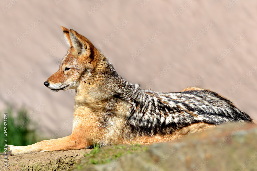 Black-backed jackal ( Canis mesomelas )