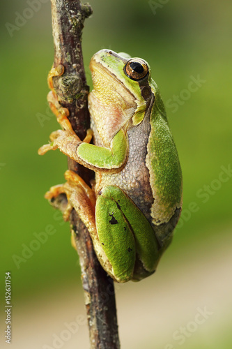 cute european tree frog climbing on twig