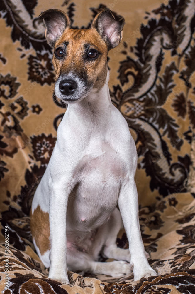 Dog Fox Terrier sitting on the couch Dog Fox Terrier sitting on the couch