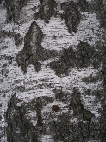 Wallpaper Mural Birch bark Torontodigital.ca