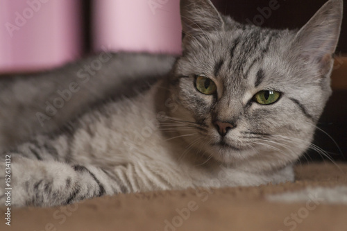 Cat, looking, Kot, spojrzenie