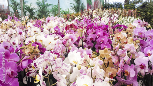 Orchid flower. Moth or Phalaenopsis orchid, beautiful colorful background. © PCRex