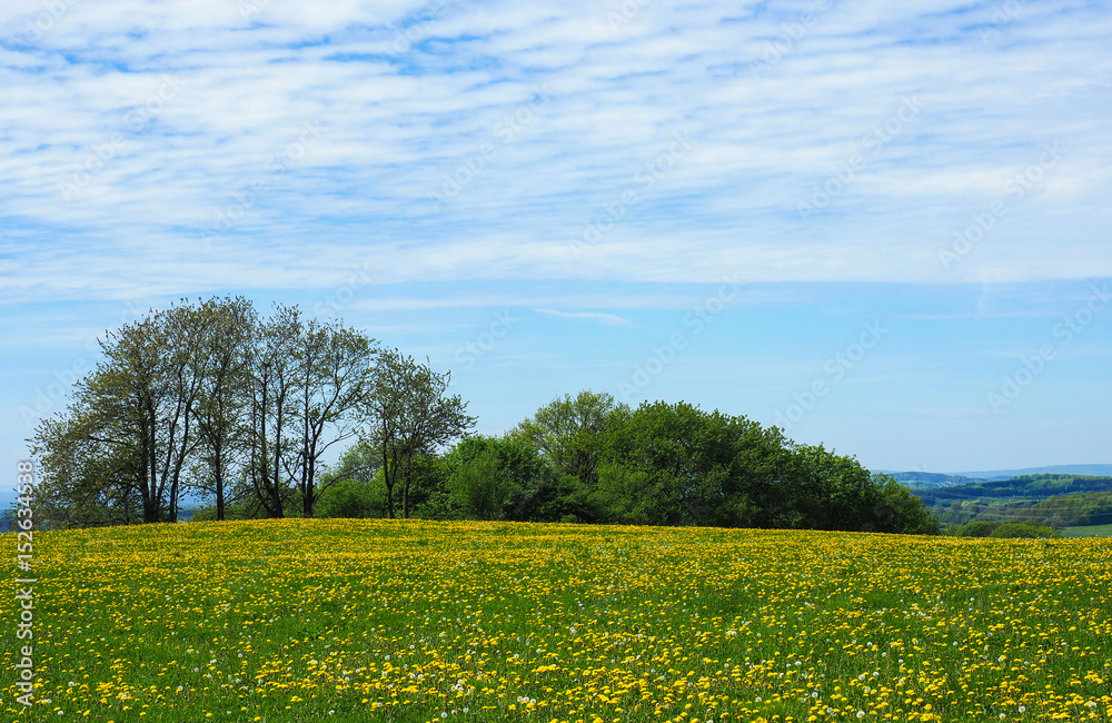 Obraz premium Sommerwiese