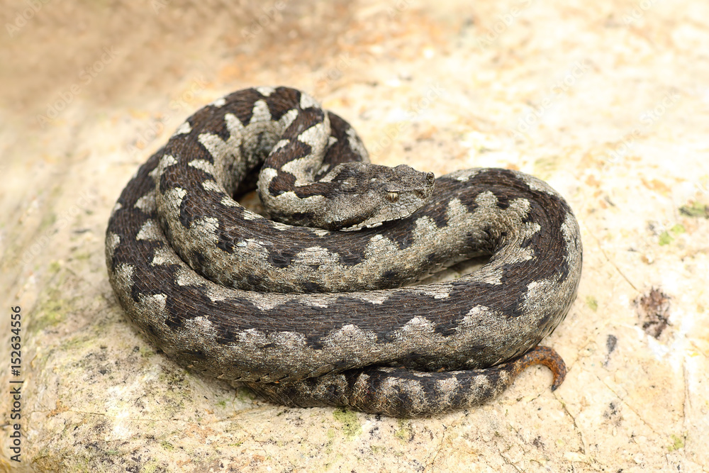 Obraz premium large nose horned viper basking on rock