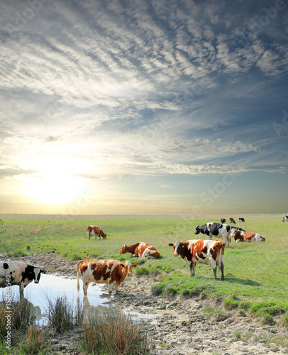 Fototapeta Naklejka Na Ścianę i Meble -  Cows grazing in a pasture on a cloudy morning