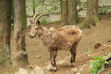 young siberian ibex male (Capra sibirica) with horns