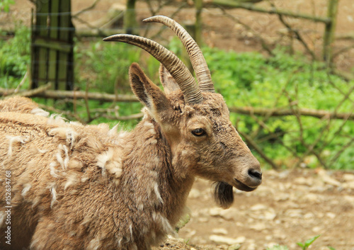 portrait of young siberian ibex male  Capra sibirica  with horns and beard