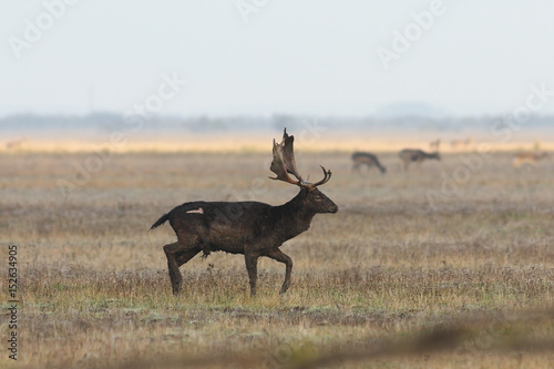 male fallow deer walking on meadow