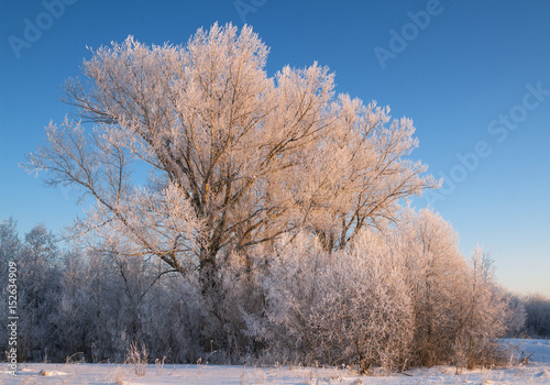 Trees covered with rime in a frosty winter day