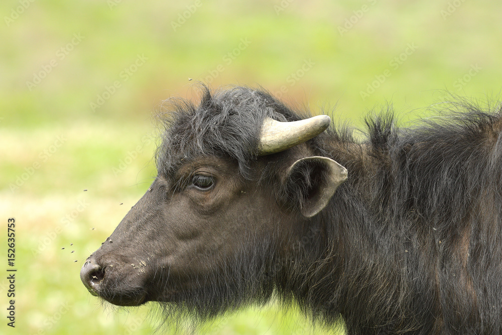 profile of juvenile water buffalo profile of juvenile water buffalo