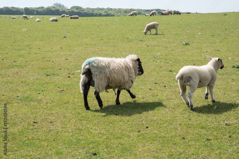 Sheeps grazing on a green meadow in Sussex, England. Sheeps grazing on a green meadow in Sussex, England.