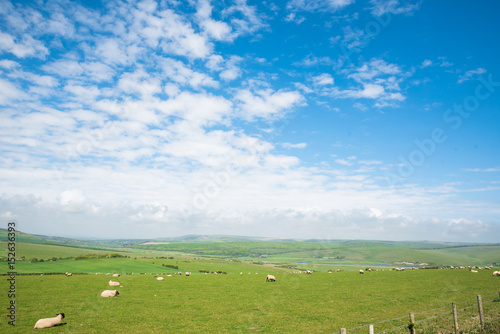 Sheeps grazing on a green meadow in Sussex, England.