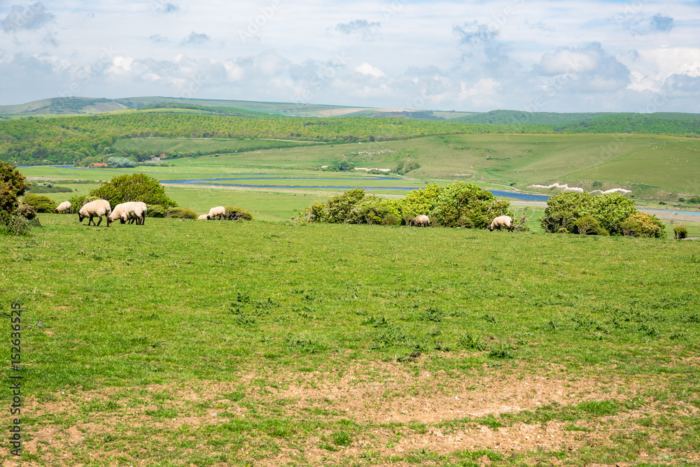 Sheeps grazing on a green meadow in Sussex, England.