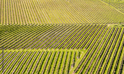 aerial view on vineyards