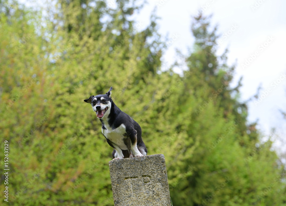 keeping the balance, cute small mix dog sitting crooked upon a stone column