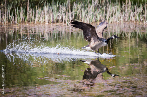 Canada Goose landing on water with tongue out