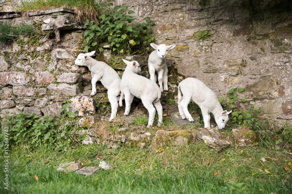 Naklejka premium Adventurous lambs climbing on a stone wall