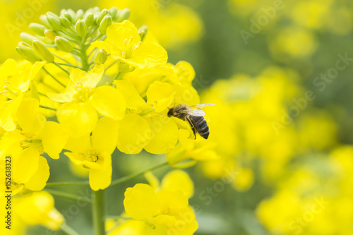 pszczoła na kwiatku © anix