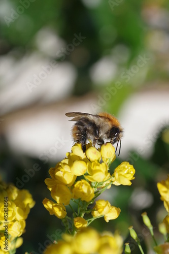  bumblebee on  flower