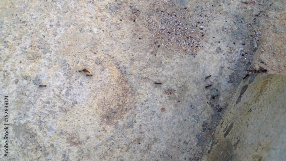 close up Ant Nest in Nature Environment close up Ant Nest in Nature Environment