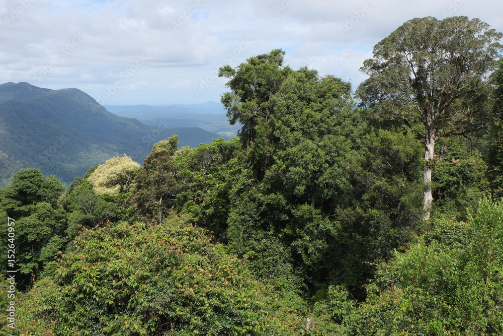 Australien Dorrigo Nationalpark 1 Australien Dorrigo Nationalpark 1