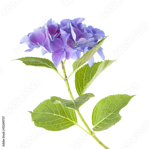 blue Hydrangea isolated photo