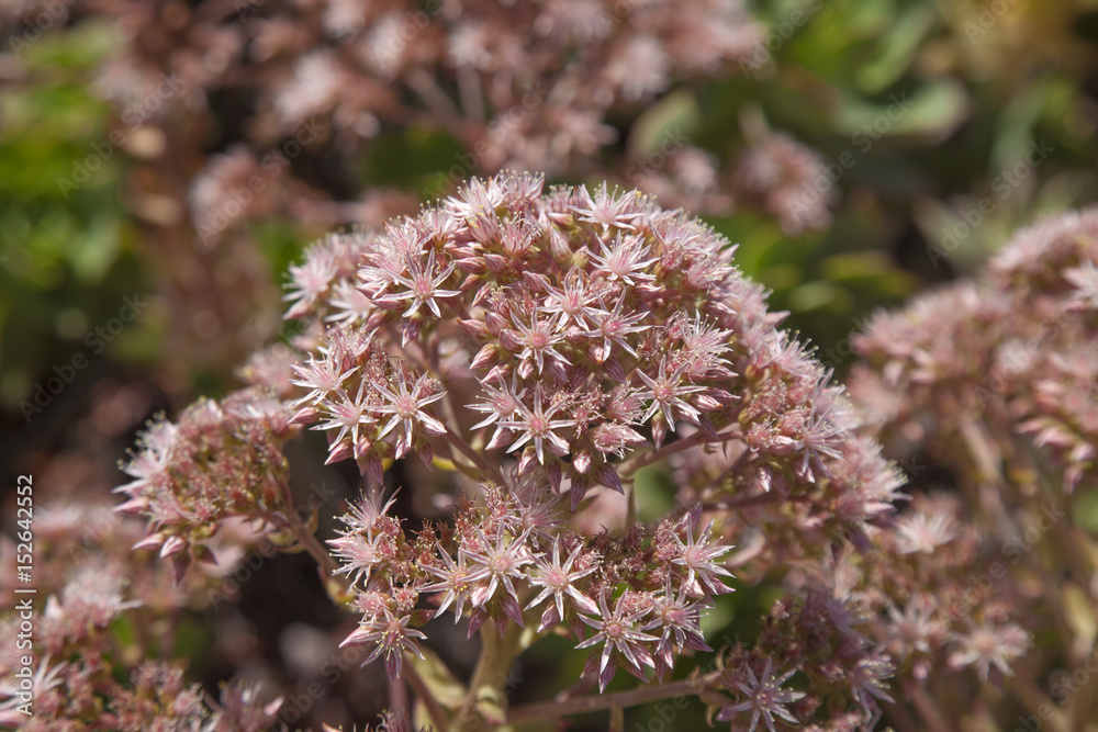 flora of Gran Canaria - Aeonium percarneum