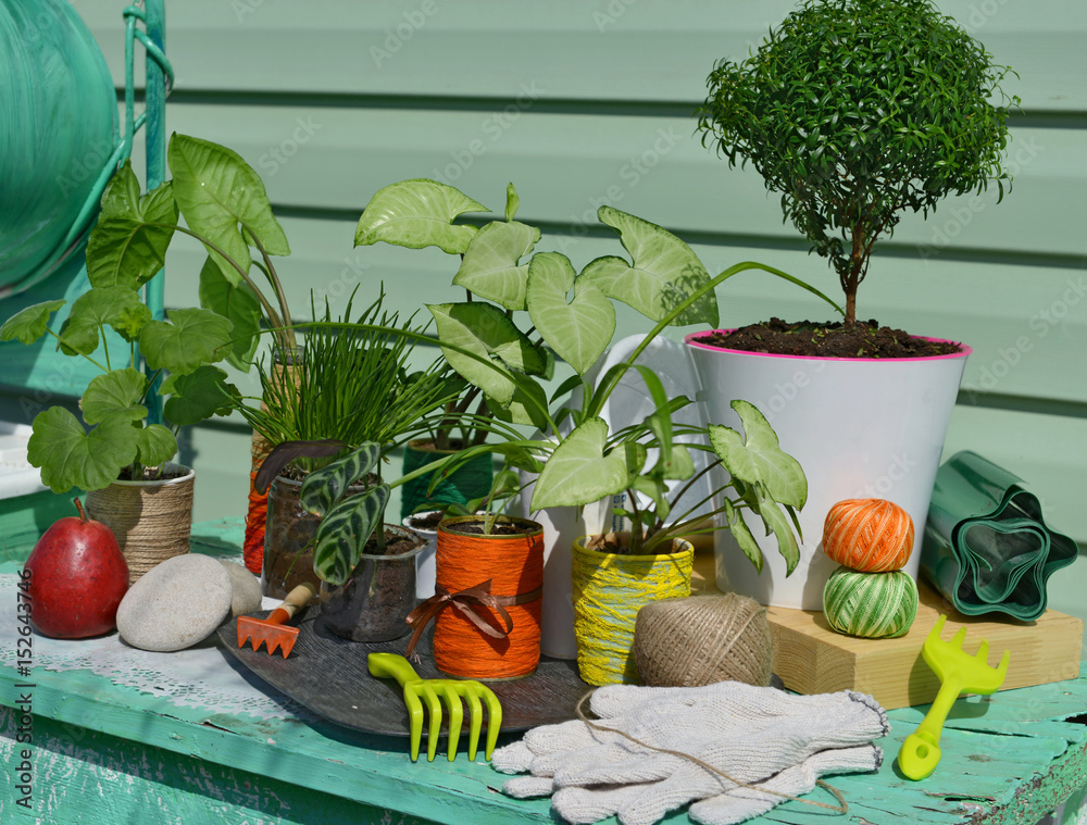 Still life with garden tools, green houseplants, gloves and pears