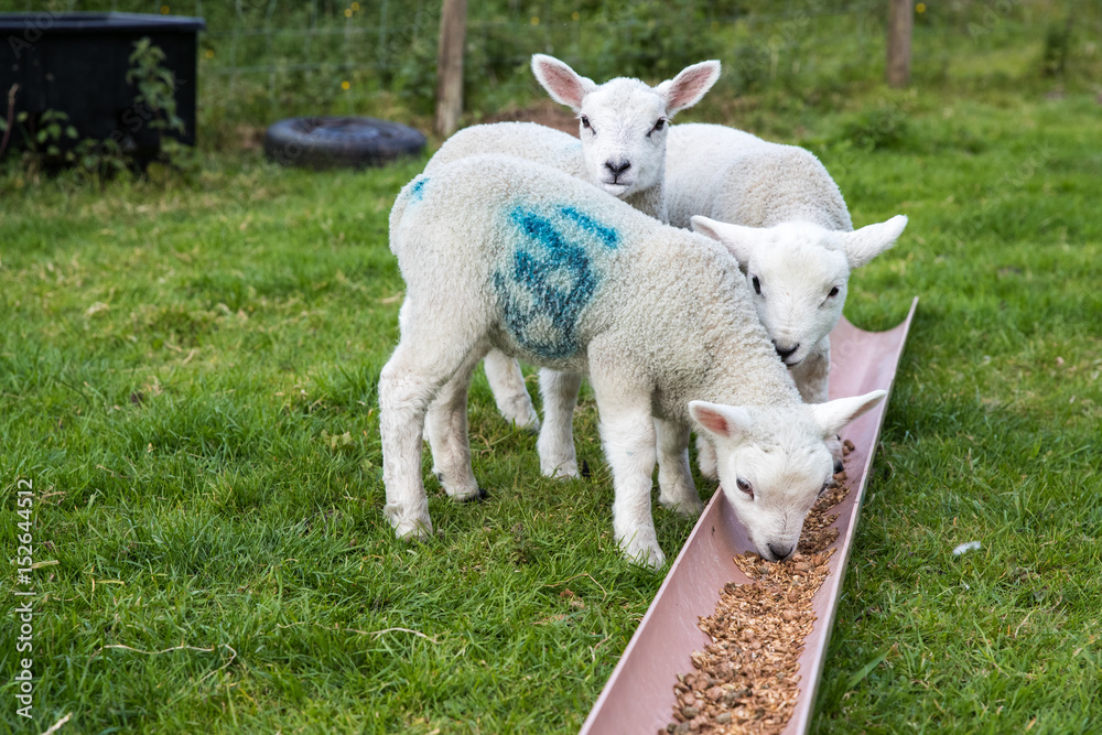 Naklejka premium Three young lambs eating solid food outside in a farmers field
