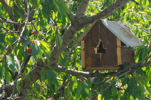 Ciliegio e una casetta per uccelli © Lunipa