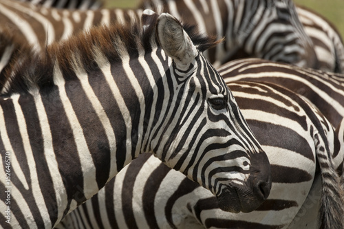 Kenya Nakuru Zebra