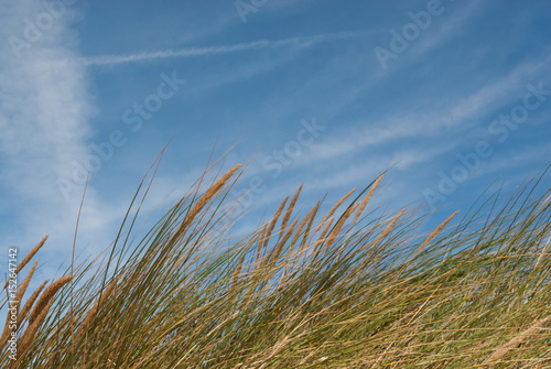 grass reeds growing on sand dunes  shot against the sky  