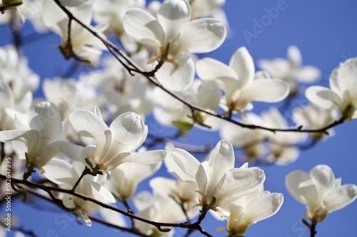 white magnolia in blooming