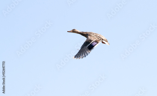 Female mallard duck in flight against clear blue sky