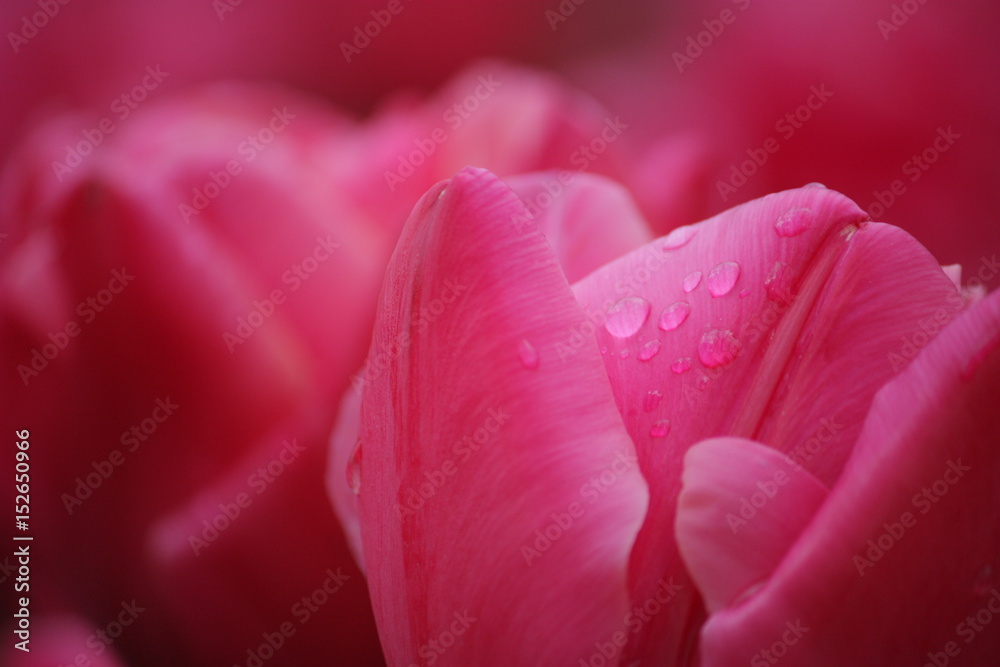 Tulpe rot mit Wassertropfen