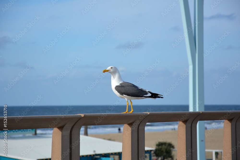 Obraz premium Möwe in Scheveningen