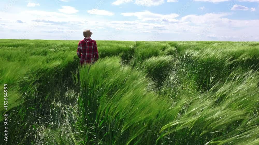 Female farmer walking through green wheat field on windy day, farming and agricultural activity concept, care and growth control of cereal crops Female farmer walking through green wheat field on windy day, farming and agricultural activity concept, care and growth control of cereal crops