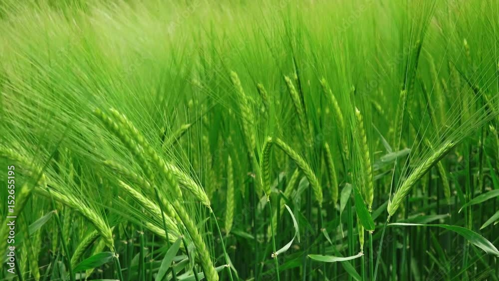 Green wheat cereal crops growing in cultivated field, plants swaying in the wind