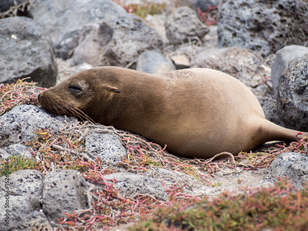 Fototapeta premium Sea lion sleeping on lava rocks, Plaza Sur Island, Galapagos