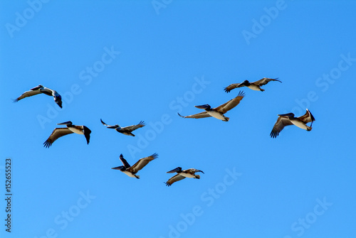 Formation of pelicans flying for food