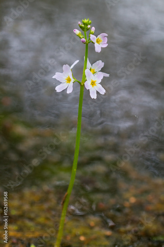 Flower of Water violet (Hottonia palustris) in a river photo