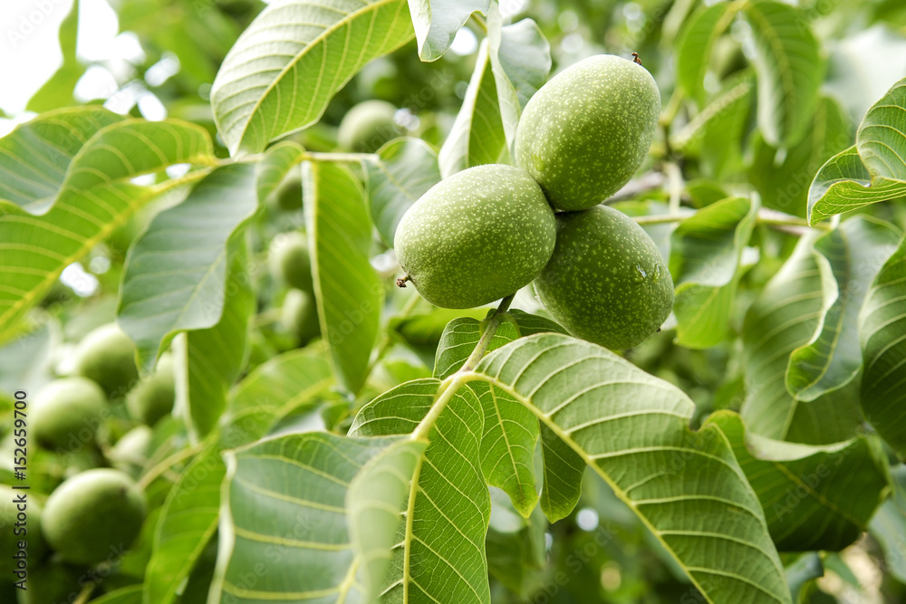 Three green walnuts growing on a tree, close up. Three green walnuts growing on a tree, close up.