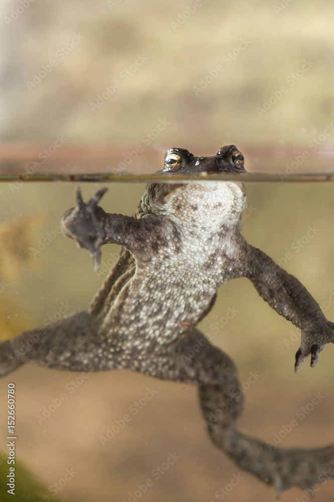 Common toad (Bufo bufo) swimming in water Common toad (Bufo bufo) swimming in water