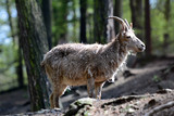 Siberian ibex in the zoo.