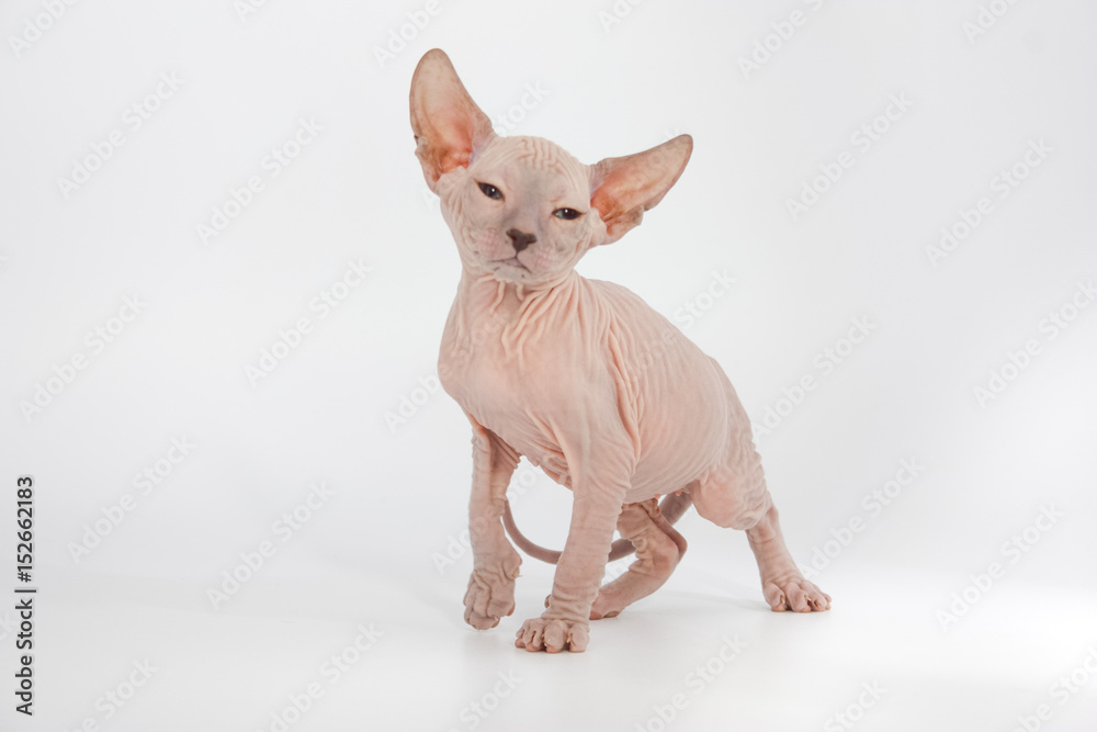 Funny hairless sphynx kitten on white background