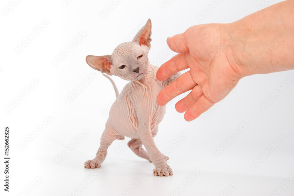 Funny hairless sphynx kitten on white background
