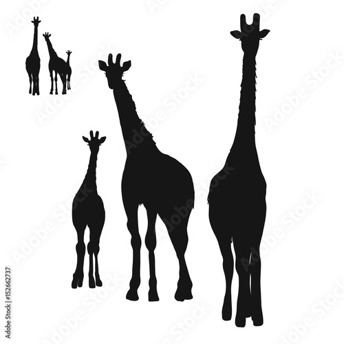 Photography Three Giraffes Silhouettes