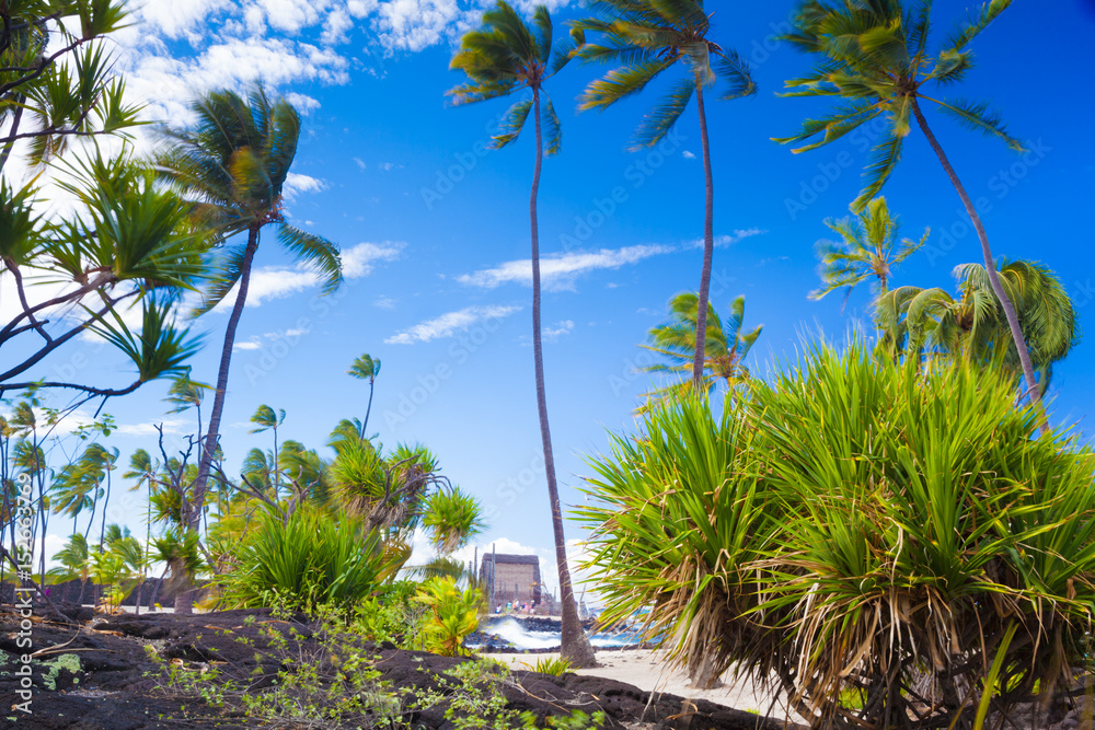 Fototapeta premium Palms and ancient Hawaiian dwellings
