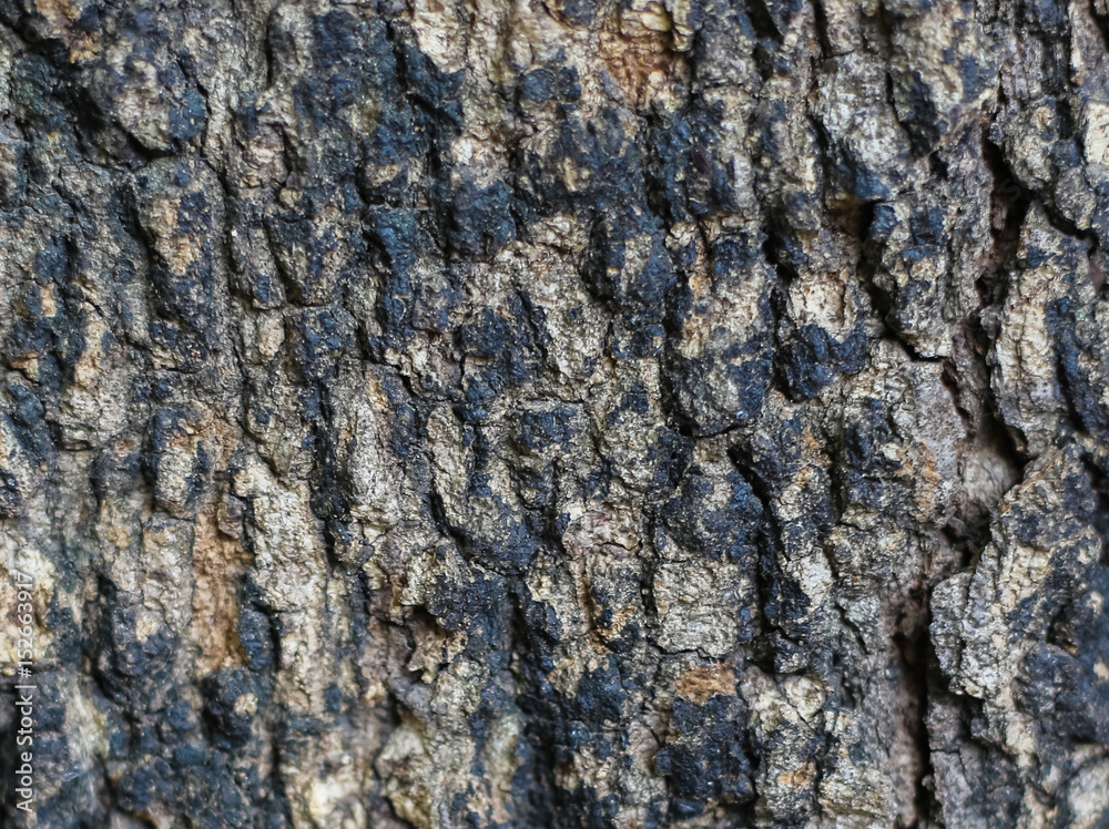 wood texture wood texture