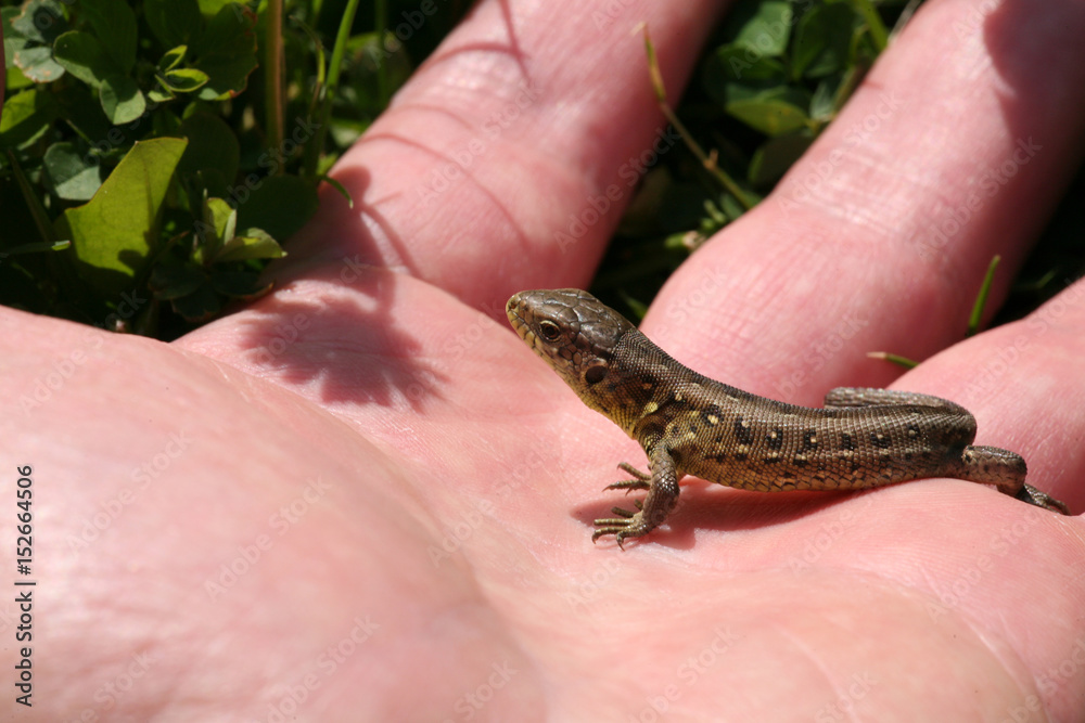lizard lizard